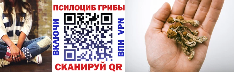 Купить  Андреаполь  Псилоцибиновые грибы Psilocybe 